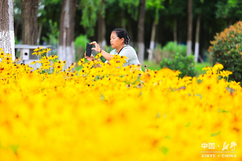 夏日炎炎、夏花艳艳 夏日炎炎、夏花艳艳