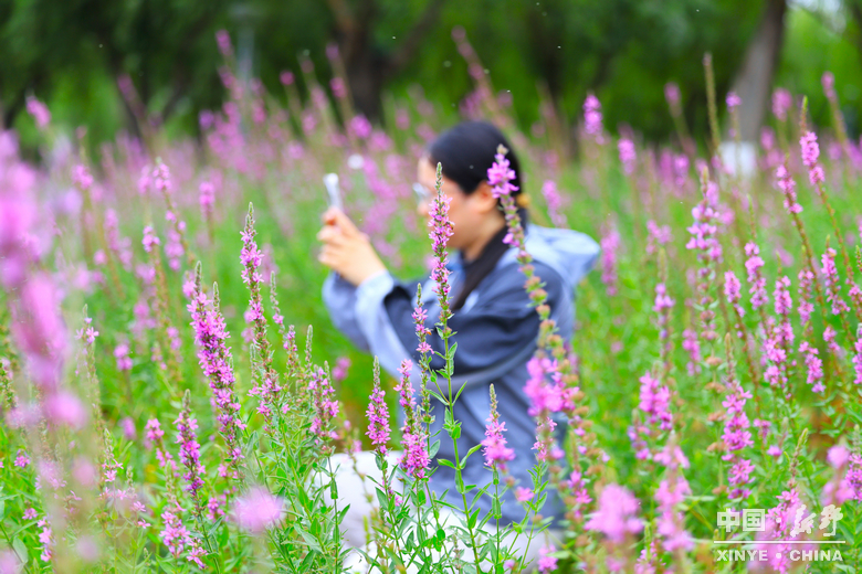夏日炎炎、夏花艳艳 夏日炎炎、夏花艳艳