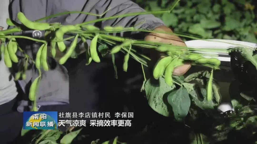社旗:夜采青豆抢“鲜”机 特色产业助增收 社旗:夜采青豆抢“鲜”机 特色产业助增收