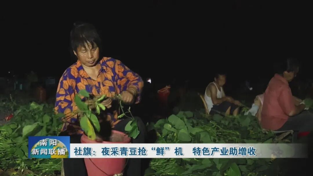 社旗:夜采青豆抢“鲜”机 特色产业助增收 社旗:夜采青豆抢“鲜”机 特色产业助增收