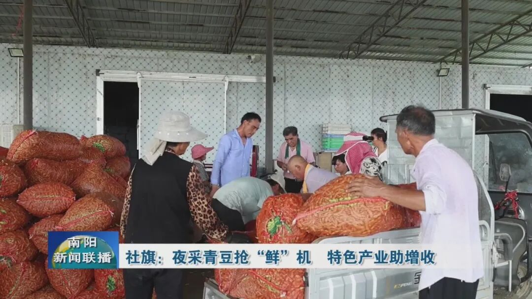 社旗:夜采青豆抢“鲜”机 特色产业助增收 社旗:夜采青豆抢“鲜”机 特色产业助增收