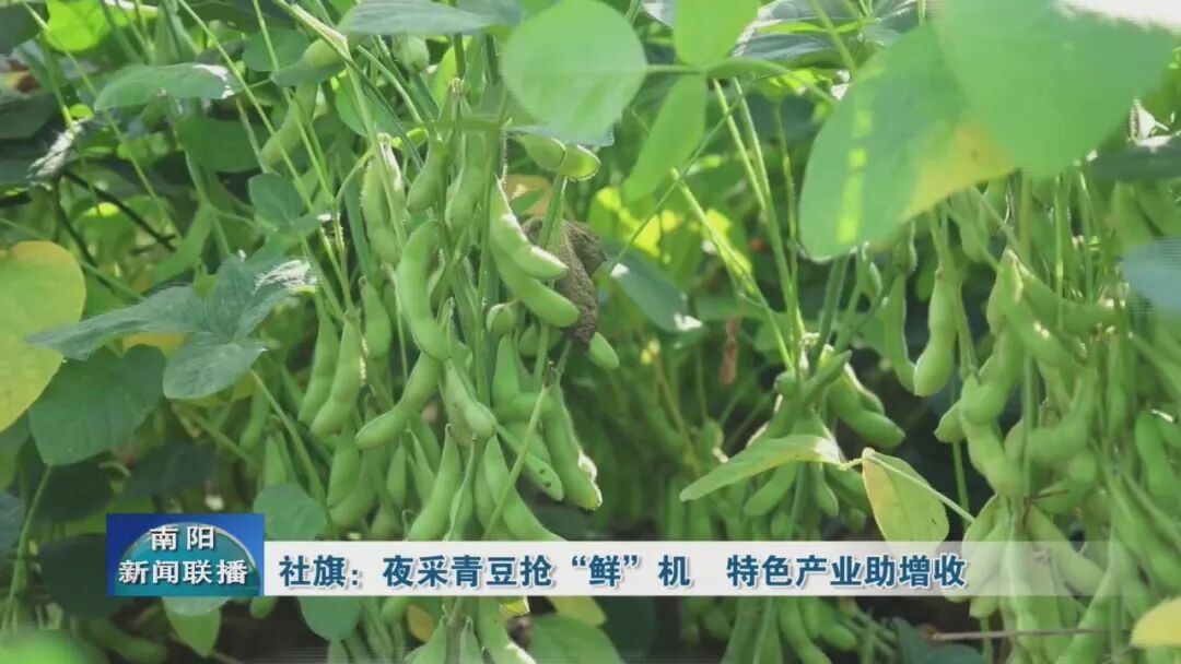 社旗:夜采青豆抢“鲜”机 特色产业助增收 社旗:夜采青豆抢“鲜”机 特色产业助增收