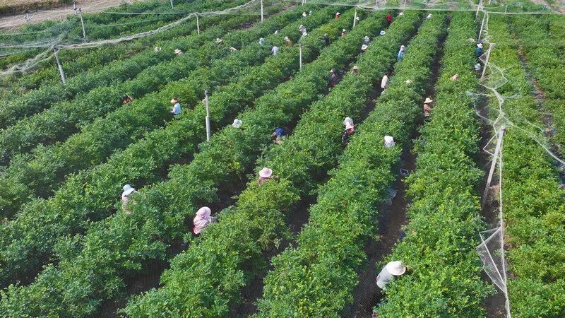 社旗县:三薪农民、满村书香 解码何营村“共富密码” 社旗县:三薪农民、满村书香 解码何营村“共富密码”