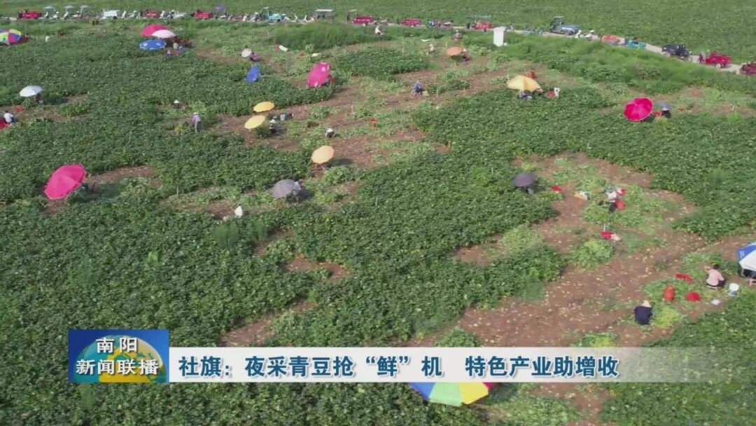 社旗:夜采青豆抢“鲜”机 特色产业助增收 社旗:夜采青豆抢“鲜”机 特色产业助增收