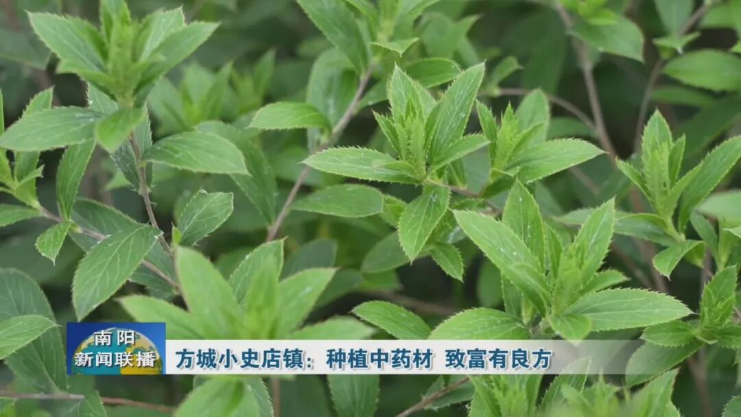 方城小史店镇:种植中药材 致富有良方 方城小史店镇:种植中药材 致富有良方