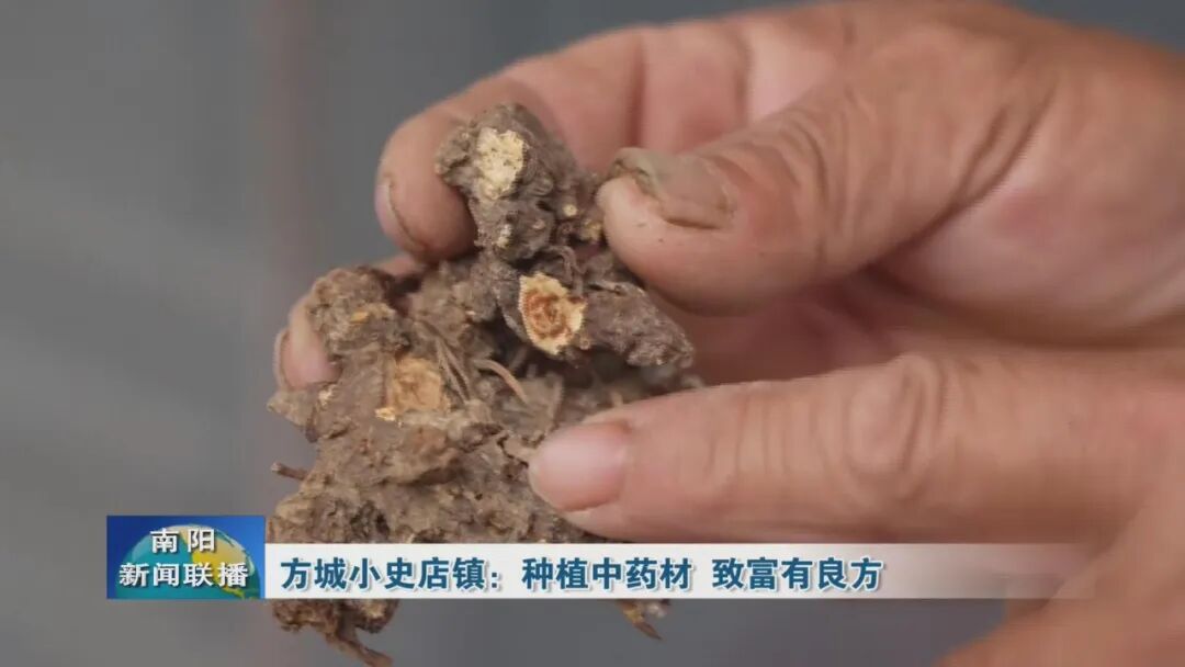 方城小史店镇:种植中药材 致富有良方 方城小史店镇:种植中药材 致富有良方