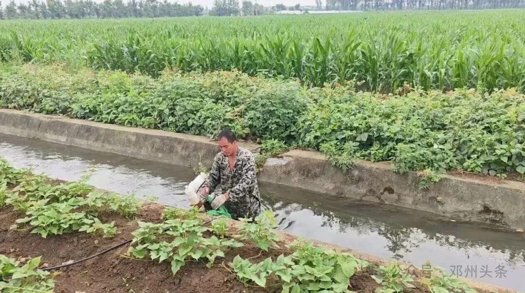 邓州市龙堰乡掀起抗旱保秋热潮 邓州市龙堰乡掀起抗旱保秋热潮