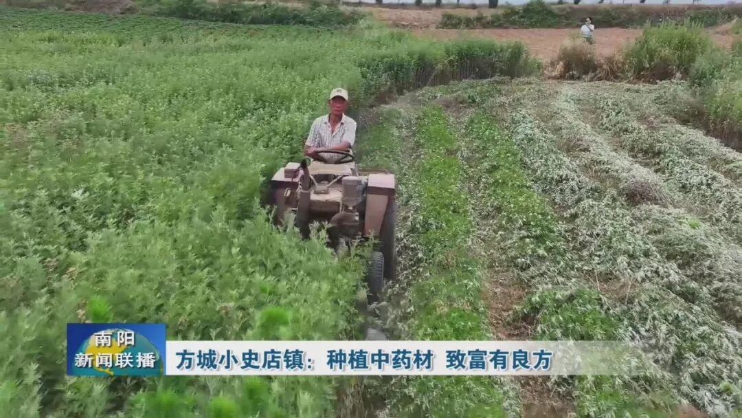 方城小史店镇:种植中药材 致富有良方 方城小史店镇:种植中药材 致富有良方