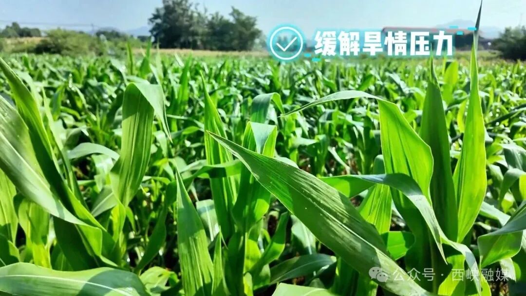 西峡回车镇科技赋能守护秋粮丰收 西峡回车镇科技赋能守护秋粮丰收