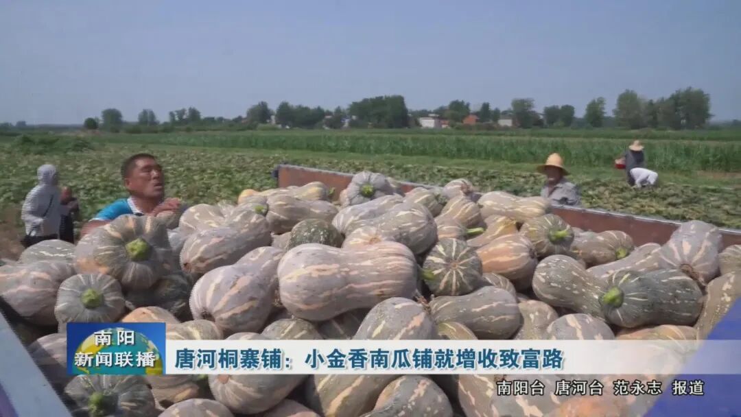 唐河桐寨铺:小金香南瓜铺就增收致富路 唐河桐寨铺:小金香南瓜铺就增收致富路