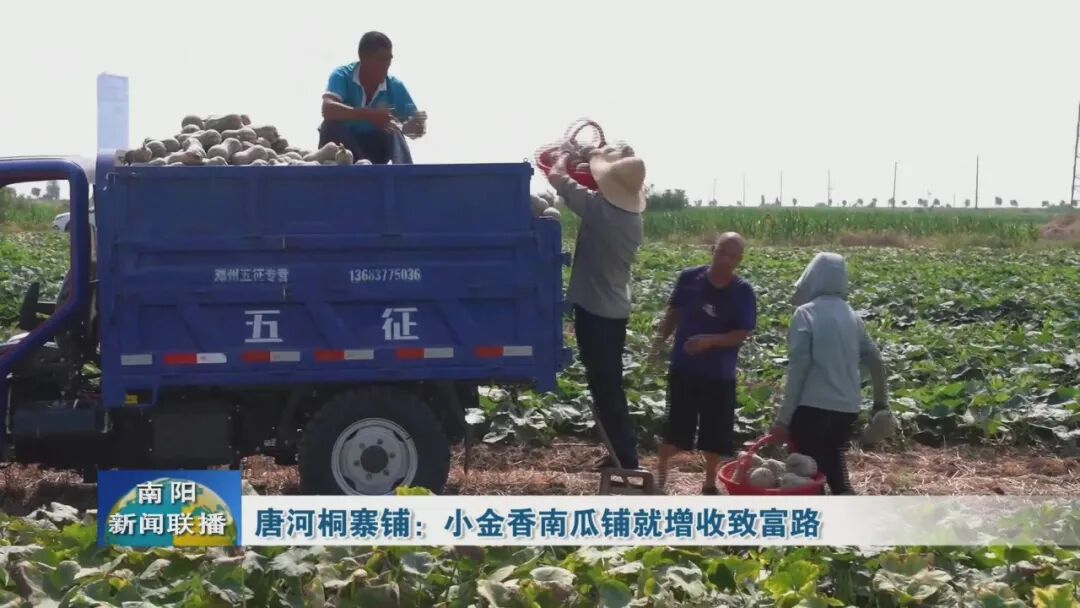 唐河桐寨铺:小金香南瓜铺就增收致富路 唐河桐寨铺:小金香南瓜铺就增收致富路