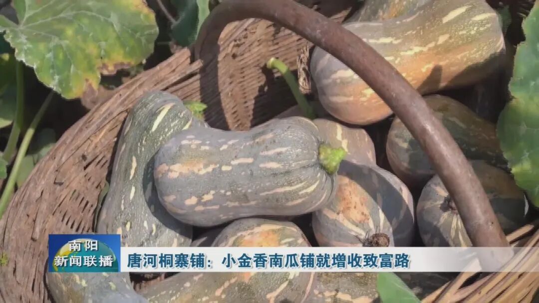 唐河桐寨铺:小金香南瓜铺就增收致富路 唐河桐寨铺:小金香南瓜铺就增收致富路