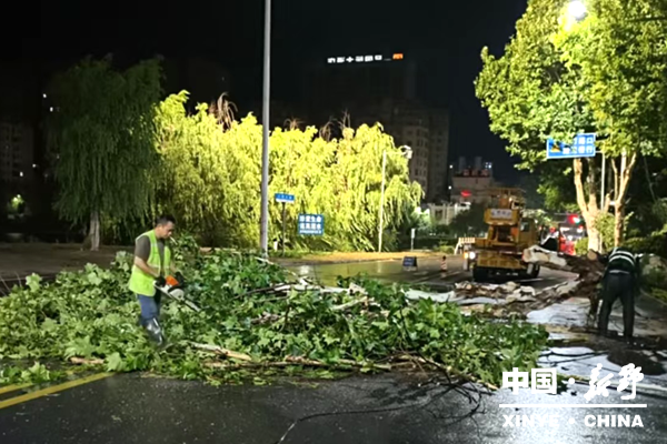 县园林中心：连夜清障保畅通 极速处置极端天气树木倒伏险情