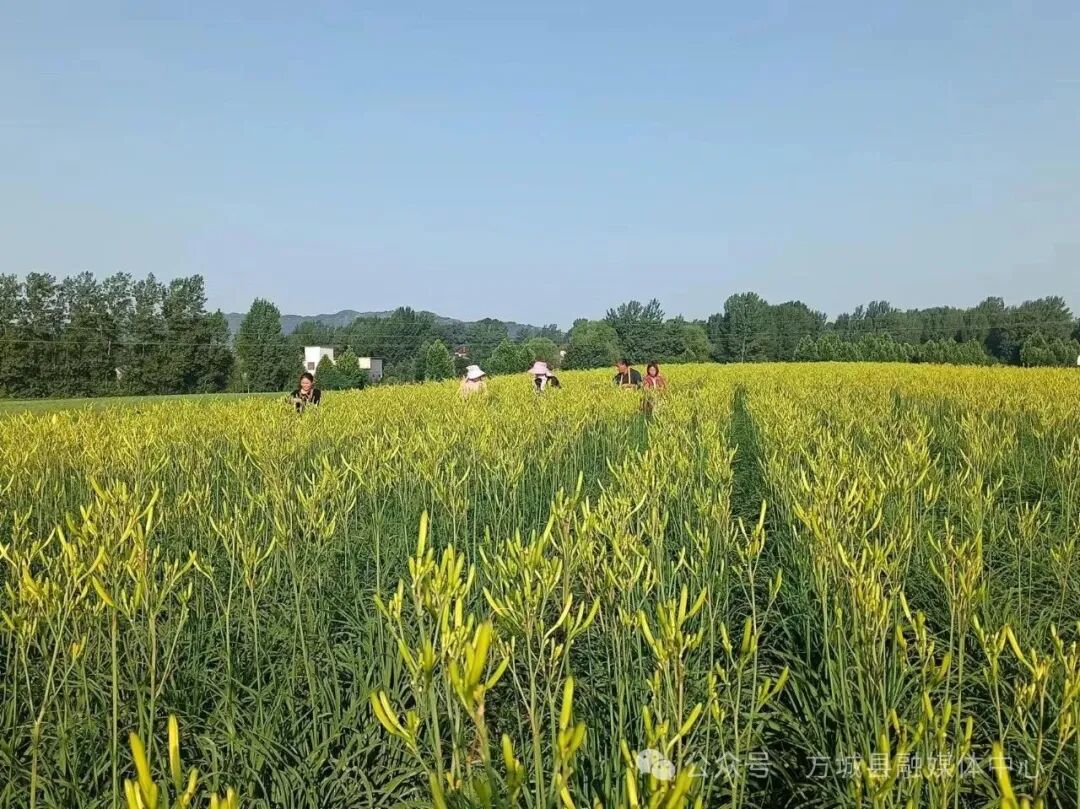 每亩最高收益2万元!方城7000亩黄花菜“没有凉” 每亩最高收益2万元!方城7000亩黄花菜“没有凉”
