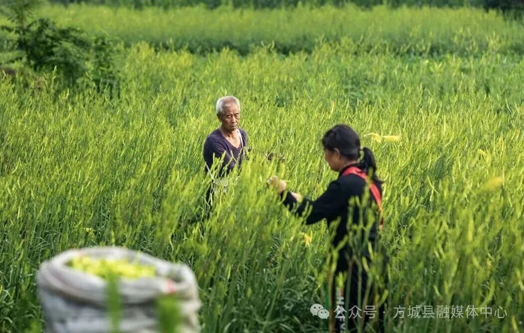每亩最高收益2万元!方城7000亩黄花菜“没有凉” 每亩最高收益2万元!方城7000亩黄花菜“没有凉”