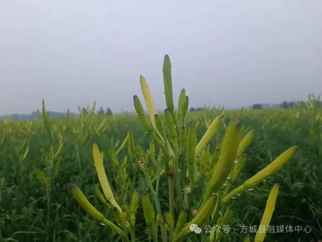每亩最高收益2万元!方城7000亩黄花菜“没有凉” 每亩最高收益2万元!方城7000亩黄花菜“没有凉”