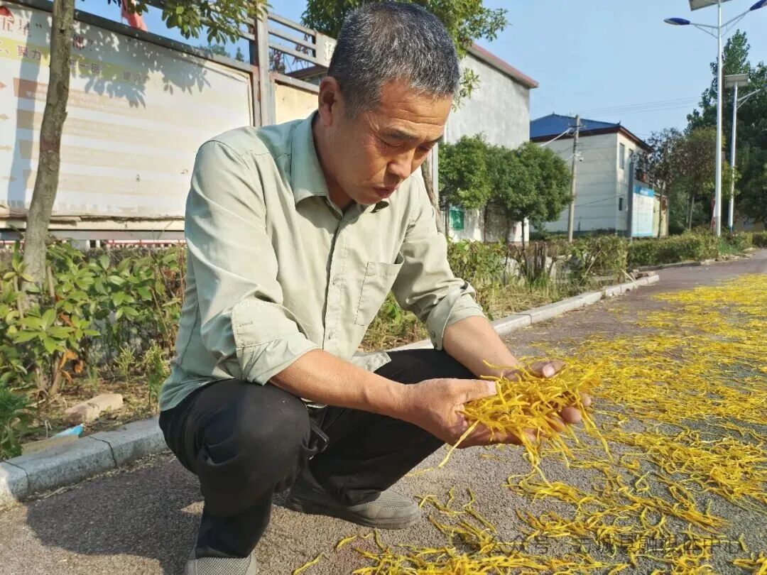 每亩最高收益2万元!方城7000亩黄花菜“没有凉” 每亩最高收益2万元!方城7000亩黄花菜“没有凉”