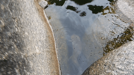 大鲵放生.gif