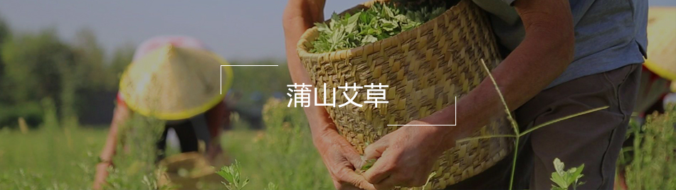 蒲山艾草