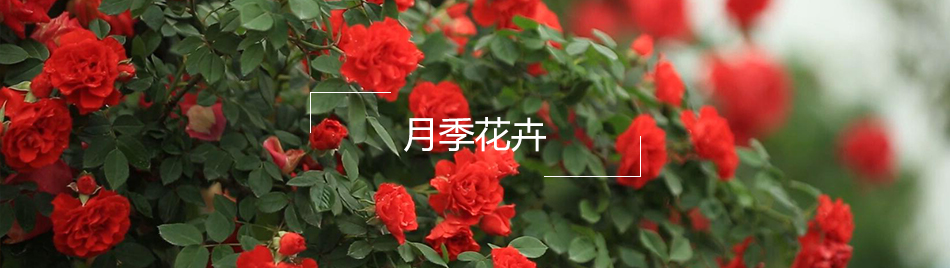 月季花卉